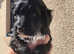 Portuguese water dog puppies