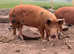 2 mth old piglet for sale