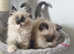 Beautiful HCM Clear GCCF Ragdoll Kittens.