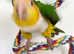 Yellow thigh Caique Female hand tame adult playful cute parrot