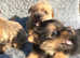 Norfolk terrier puppies Last Boy Available