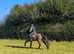 Beautiful 14.2hh bay mare