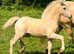 Alwyn -  Yearling Palomino Section A X Cob Gelding
