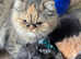 Persian ragdoll kittens 1 kitten available