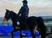Dream - stunning 16.2hh Clydesdale cross rising 5 year old mare. Maxi cob with scope.