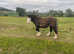 2yo Silver Bay Cob Gelding