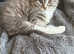 Half Ragdoll kittens available for new home