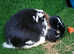 Woodland View Star Bunny Studs - several Giants breeds available  :)