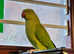 Stunning baby Indian ringnick parrot
