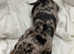 10 Rare Leopard Doberman puppies.