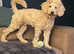 Toy poodle
