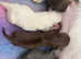 Kc reg apple dome chihuahua puppies