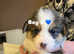 KC Pembrokeshire corgi. DNA tested parents