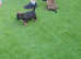 Beautiful Pedigree border terrier puppies
