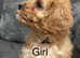 Last little girl