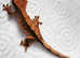Halloween Crested Gecko
