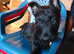Fully vaccination Scottish terriers girls puppies available