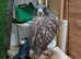 Saker/gyr falcon for sale