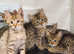 Savannah kittens 10 weeks old ready to go wormed and vaccinated