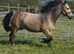 Tynyfid Maisie registered dunn Welsh D broodmare with beautiful registered dunn filly foal at foot