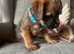 Border terrier pup for sale ( boy)
