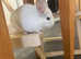 Chinchilla Boys
