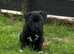 *PRICEDROP* Staffordshire bull terrier pup