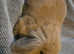 4 babys left lion lops