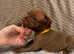 Ready to leave american pocket bully