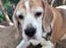 7 year old female beagle