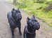 Cane corsos pups for sale