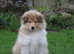 Stunning rough collie male