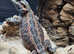 Stunning genetic stripe bearded dragon (Reptile Rescue)