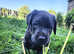 Stunnig  Lab puppies