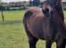 Rising 4 year old gelding