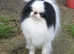 Male Japanese Chin available for mating