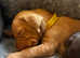 Hungarian Vizsla X Weimaraner puppies
