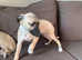 2 beautiful whippet pups for sale