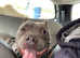WINTER FEMALE BLUE AMERICAN BULLDOG ABKC MICROCHIPPED & FULLY VACINATED D.O.B 19.06.2020