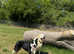 Doggy Daycare & Secure Dog Walking Field
