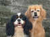 King Charles and a King Charles crossed by a pug