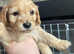 Stunning cockapoo puppies 6 weeks old