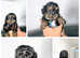Toy shihpoo