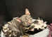 **READY TO WALK** French bulldog girls available **READY NOW**