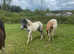 Stunning spotty Shetland x DHP