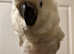 Super Cuddly Baby Triton Cockatoo