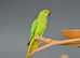Baby Green Ring necks,17