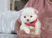 Pomeranian  teddy bear  2 female 7 weeks old