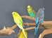 Budgies Pair (Babies and adults' pair Available) ,5