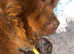 Chaffy puppies chow -- staffy